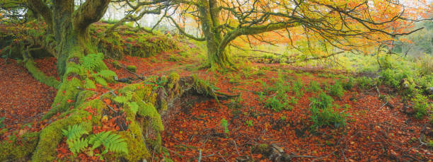 istock Autumnal Panorama, Scotland 1334725597
