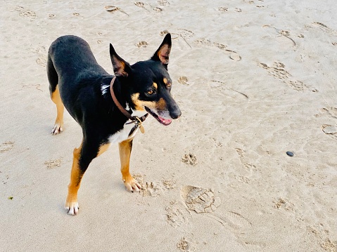 Closeup photo of a Kelpie Crossbreed dog walking on the ‘Dog Beach’ section of the beach at Byron Bay, north coast of NSW in Winter