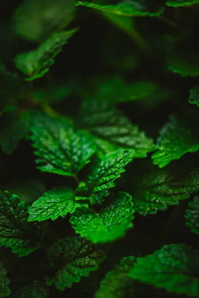 Mint Leaf Close-Ups, homegrown