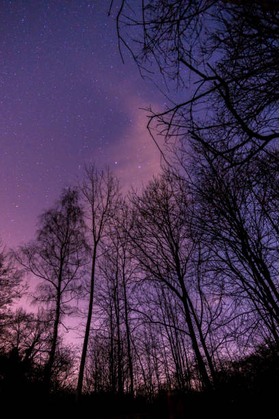 istock silhouette of trees from low angle view with stars above on the night sky 1334731403