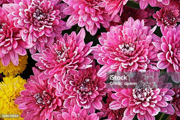 Pink And Yellow Chrysanthemums Stock Photo - Download Image Now - Autumn, Backgrounds, Beauty In Nature