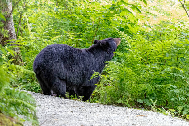 istock adult black bear in a forest 1334736719