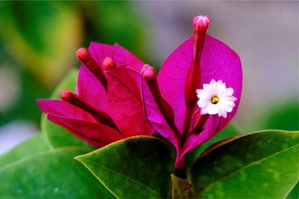istock Magenta Bougainvillea 1334738237