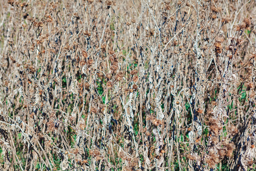 Dry plants background . Burdock in autumn