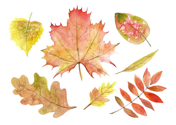 ilustrações, clipart, desenhos animados e ícones de folhas de outono de aquarela definidas - autumn leaf isolated white background