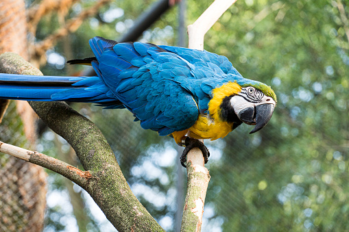 Arara Canindé eating and flying freely within a park. It is a little smaller than other macaws and has a very colorful plumage. Canindé macaw Originally from Brazil.