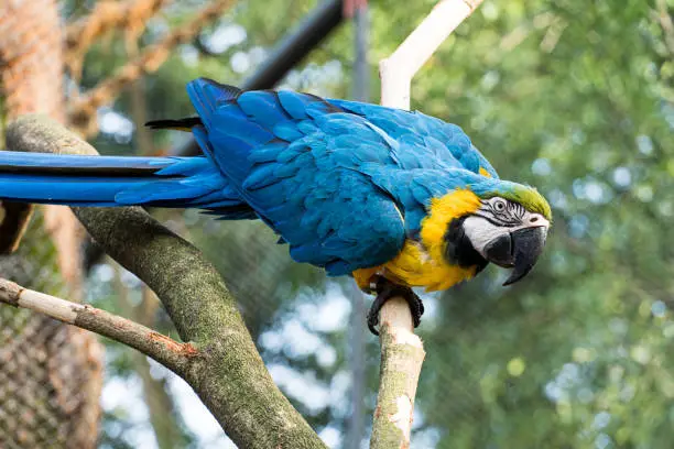 Photo of Arara Canindé eating and flying freely within a park. It is a little smaller than other macaws and has a very colorful plumage. Canindé macaw Originally from Brazil