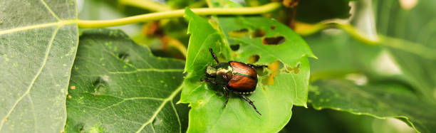 Japanese Beetle Japanese beetles on a leaf of a vine plant tomato plant photos stock pictures, royalty-free photos & images