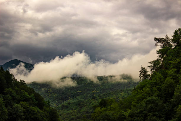 istock Wet forest in the mountains 1334747498