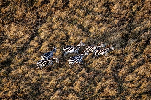 Zebras of Masai Mara