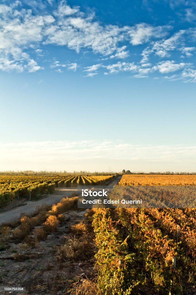 Vineyards in autumn. Maipú, Mendoza, Argentina. Vineyards in autumn, in the Maipu wine region, Mendoza, Argentina. Argentina Stock Photo