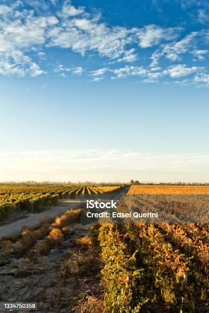 Vineyards In Autumn Maipú Mendoza Argentina Stock Photo - Download Image Now - Argentina, Andes, Gold Colored