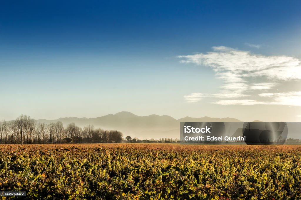 Vineyards in autumn. Maipú, Mendoza, Argentina. Vineyards in autumn, in the Maipu wine region, Mendoza, Argentina. Agricultural Field Stock Photo