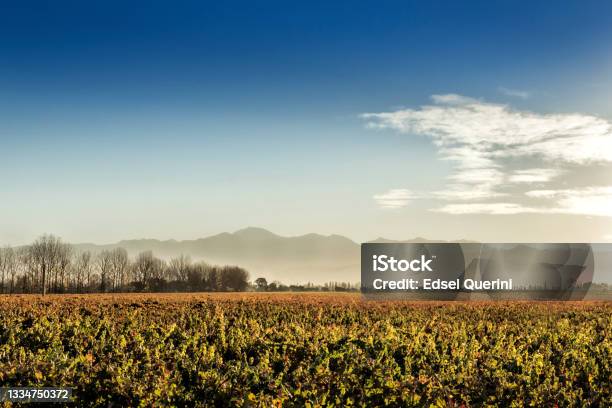 Vineyards In Autumn Maipú Mendoza Argentina Stock Photo - Download Image Now - Agricultural Field, Agriculture, Andes