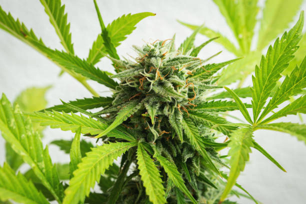 istock Cannabis buds close-up on a light background. A mature marijuana bush 1334750458