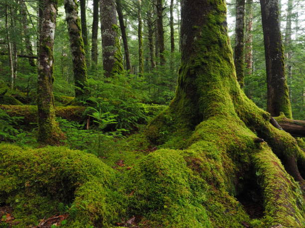 Green mossy forest in Nagano Prefecture, Japan.