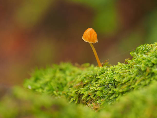 istock Mushroom in green mossy forest. 1334750931