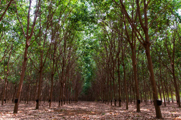 istock natural latex harvesting 1334751699