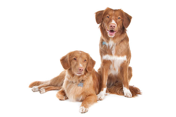 istock two Nova Scotia Duck Tolling Retriever dogs 133475243