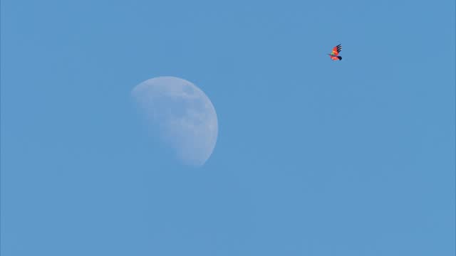 Flying kite against blue sky and big half moon in summer afternoon like landing on moon, childhood freedom toy relax concept, 4k real time footage.