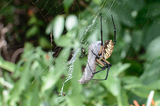 A Yellow Spider (Argiope aurantia) consumes its prey in a garden in South Texas. The range of the Yellow Spider is from Canada to Costa Rica, but is found less commonly in the American Rocky Mountains.
