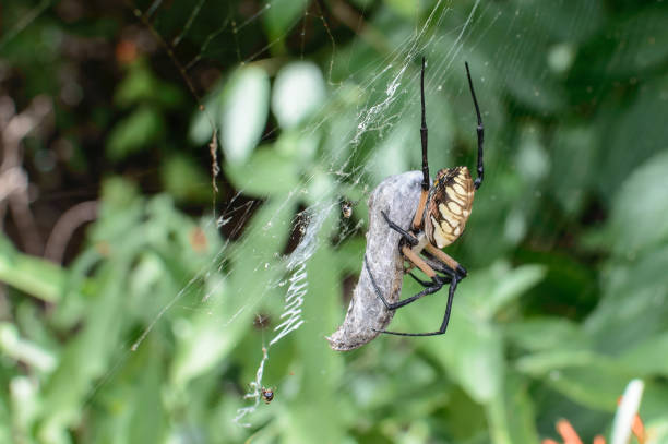 A yellow Spider (Argiope aurantia) consumes prey in a web A Yellow Spider (Argiope aurantia) consumes its prey in a garden in South Texas. The range of the Yellow Spider is from Canada to Costa Rica, but is found less commonly in the American Rocky Mountains. spider with prey stock pictures, royalty-free photos & images