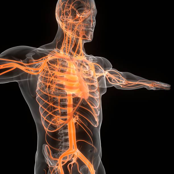 istock Human Circulatory System Heart Anatomy 1334758196