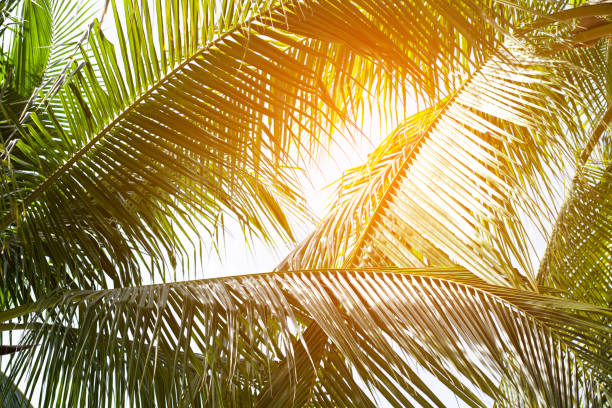 istock tropical palm leaf background, coconut palm trees perspective view 1334759077