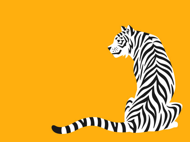 Illustration of a white tiger sitting  facing backwards Illustration of a white tiger sitting with its back to you on a yellow background tiger illustrations stock illustrations
