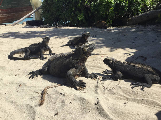 iguanas en la isla isabela - marine iguana fotografías e imágenes de stock