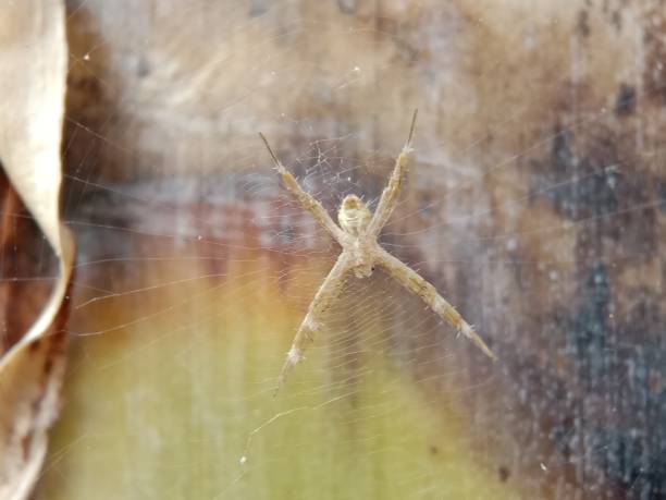istock The lower body of the spider 1334768241
