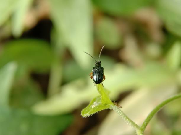 istock Black leaf beetle at the tip of the leaf 1334768640