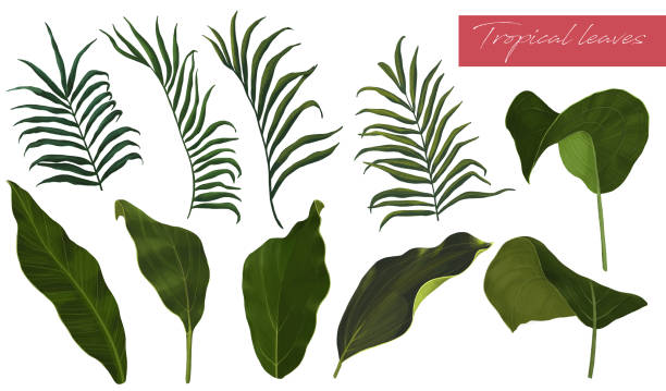 istock Set of elements. Tropical leaves on a white background. Hand drawn green leaves 1334768749