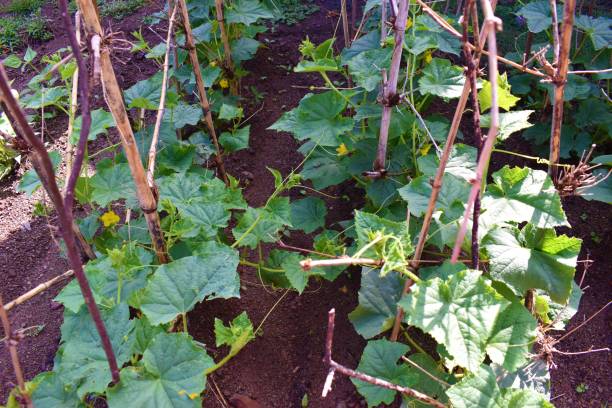 istock growing cucumber plant in agriculture field 1334769603