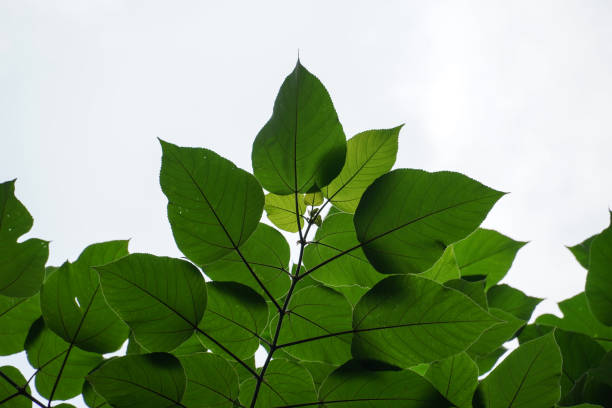 istock leaf of a plant in forest 1334770219