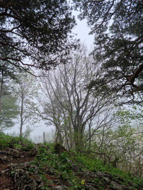 istock landscape with trees in the mountains during fog. 1334771415