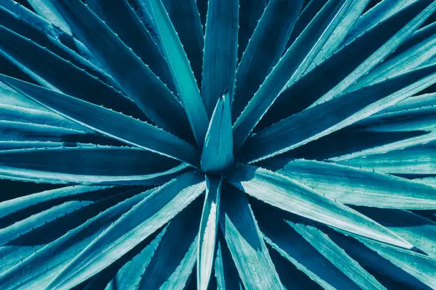 Photo of agave leaf, blue abstract background