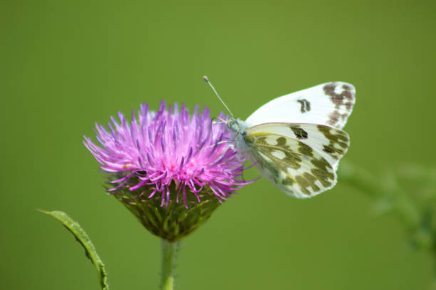 Eastern bath white butterfly on alpine thistle in bloom close-up