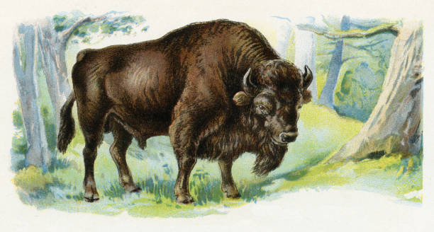 Natural history. Large edition. Revised by M. Kohler, 1899