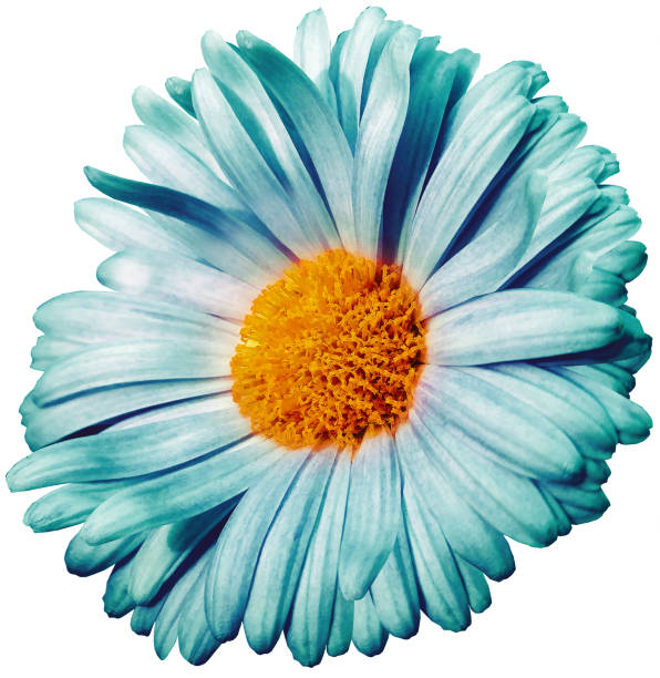 istock daisy flower turquoise.. Flower isolated on a white background. No shadows with clipping path. Close-up. Nature. 1334776907