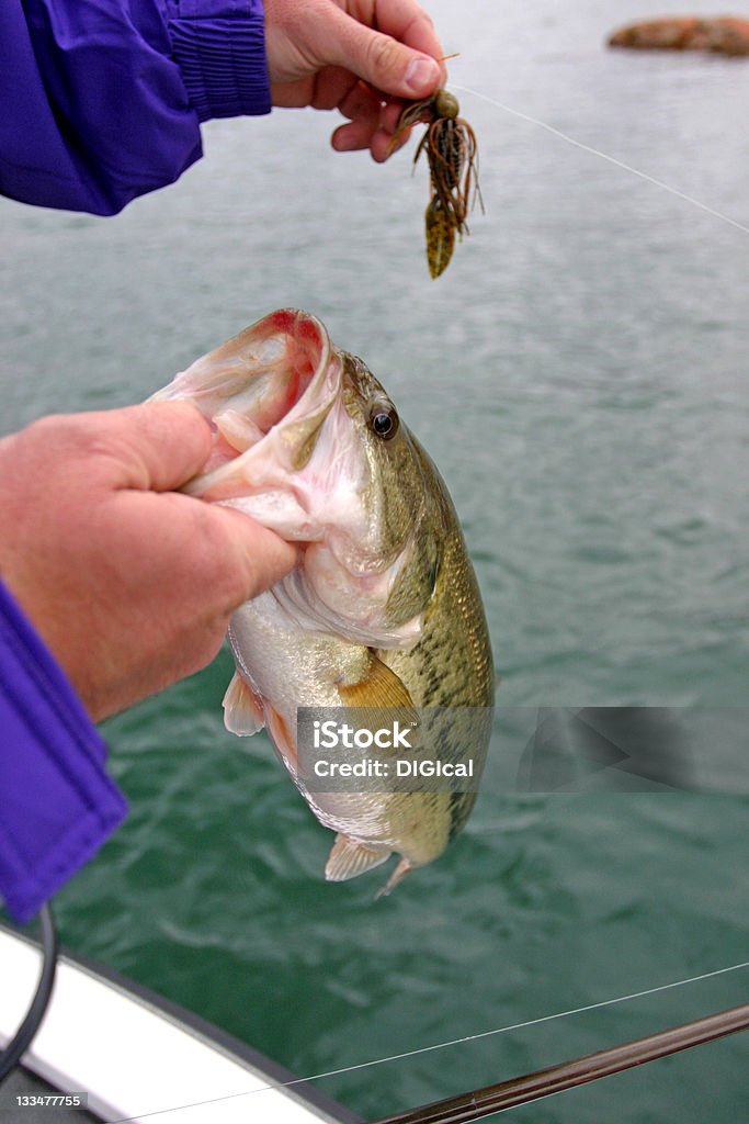 Pesca al bass - Foto stock royalty-free di Afferrare