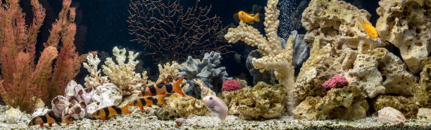пресноводный аквариум выполнен в псевдоморском стиле. акваскейп и аква-дизайн. - hobbies freshwater fish underwater panoramic стоковые фото и изображения