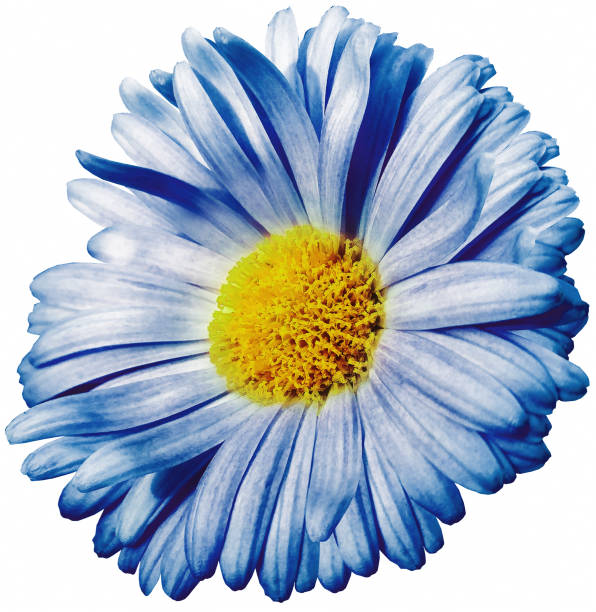 istock daisy flower blue. Flower isolated on a white background. No shadows with clipping path. Close-up. Nature. 1334777576