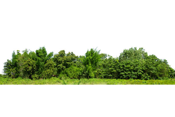istock View of a High definition Treeline isolated 1334780146
