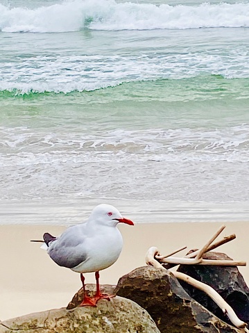 Closeup photo of a lone seagull standing on a rock on the foreshore of Main Beach, Byron Bay, north coast of NSW on a sunny day in Winter.