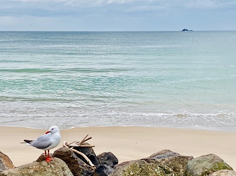 Closeup photo of a lone seagull standing on a rock on the foreshore of Main Beach, Byron Bay, north coast of NSW on a sunny day in Winter. Julian Rocks, a popular scuba diving area, is visible on the horizon