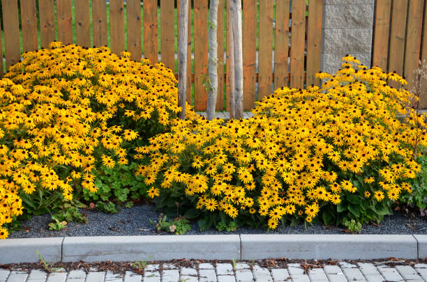 rural square with yellow perennials flowering in a flowerbed along a ribbed fence with vertical planks. benches and fountain with a tap to drink water for people rural square with yellow perennials flowering in a flowerbed along a ribbed fence with vertical planks. benches and fountain with a tap to drink water for people, coneflower, rudbeckia, hirta cropped pants photos stock pictures, royalty-free photos & images