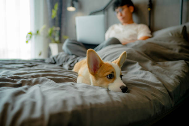 istock Playful little puppy messes with his owner's work time. 1334781327