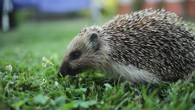 Hedgehog in the grass in the yard