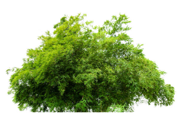 Bamboo branch in bamboo forest,  isolated
